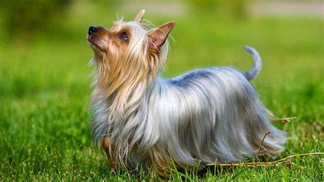 tall skinny dogs|picture of a silky terrier.